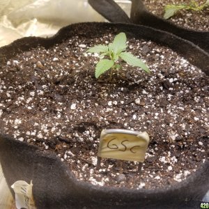 Auto Grow