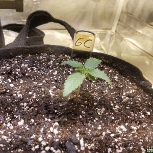 Auto Grow