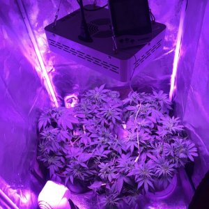 4_week_veg_3