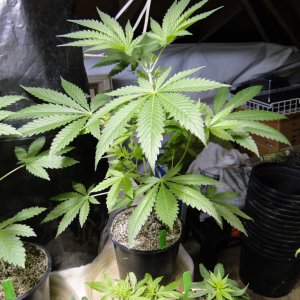 2017 Multi-Strain Indoor/Outdoor Grow-4/15/17