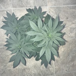 Few pictures of my first grow (current)