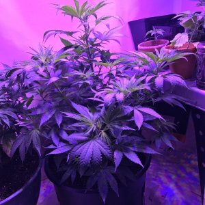 Few pictures of my first grow (current)