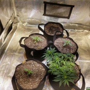 Auto Grow