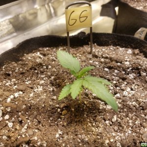 Auto Grow