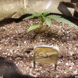 Auto Grow