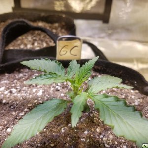 Auto Grow