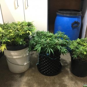 Cannabis Grow Autumn 2017 (southern)  Day 42