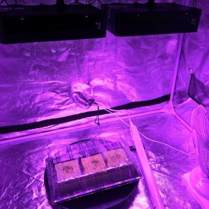 Grow setup