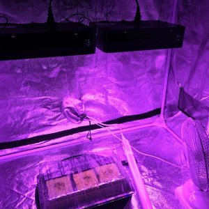 Grow setup