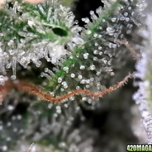 Trichomes