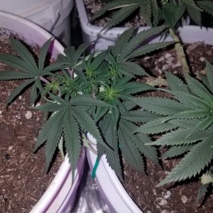 Organic early vixen fem (from cks)