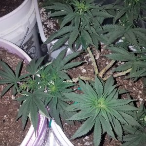 Organic early vixen fem (from cks)