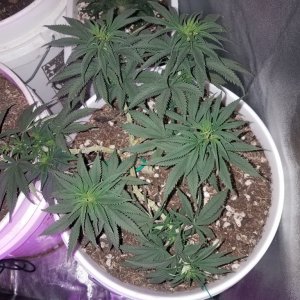 Organic early vixen fem (from cks)