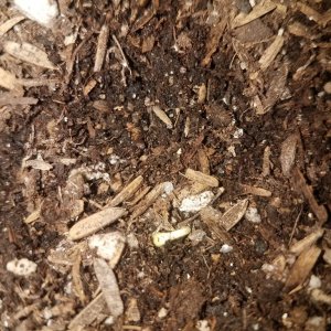 Organic blueberry auto fem seedling