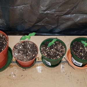 2 weeks - 4 plant of White cookie