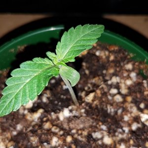 2 weeks - 4 plant of White cookie