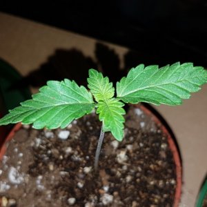 2 weeks - 4 plant of White cookie