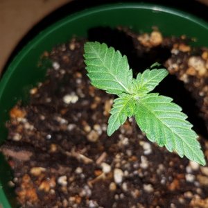 2 weeks - 4 plant of White cookie