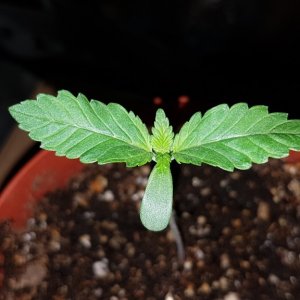 2 weeks - 4 plant of White cookie