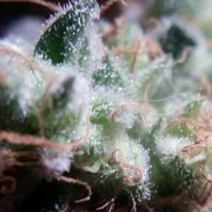 Amherst Sour Diesel Trichomes