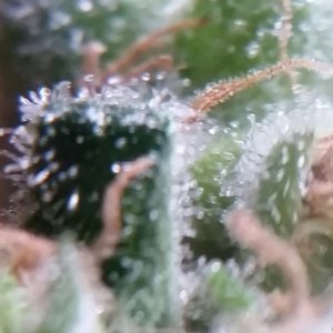 Amherst Sour Diesel Trichomes