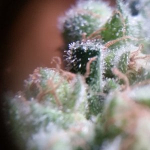 Amherst Sour Diesel Trichomes