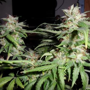 Blue Treacle Auto