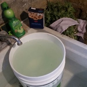 Bud washing