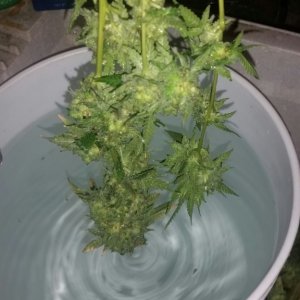 Bud washing