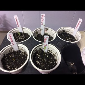 GYO Seedlings / Street Seeds