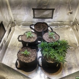 Auto Grow