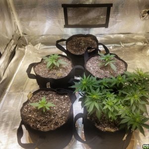 Auto Grow