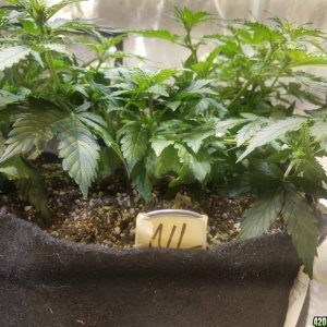 Auto Grow