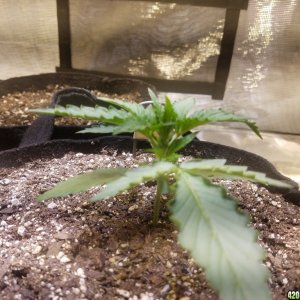 Auto Grow