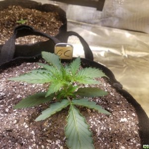 Auto Grow