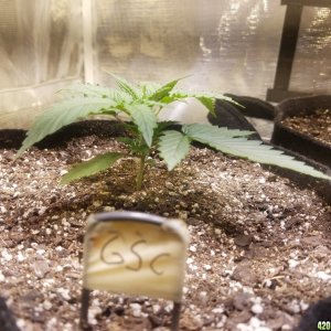 Auto Grow