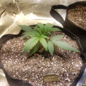 Auto Grow