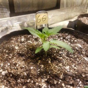 Auto Grow