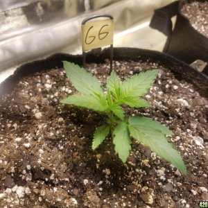 Auto Grow