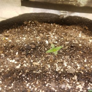 Auto Grow