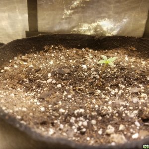 Auto Grow