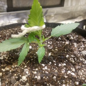 Auto Grow