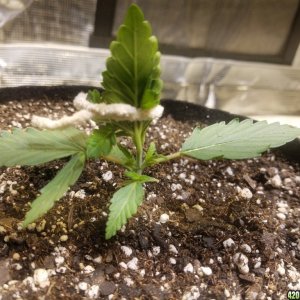 Auto Grow