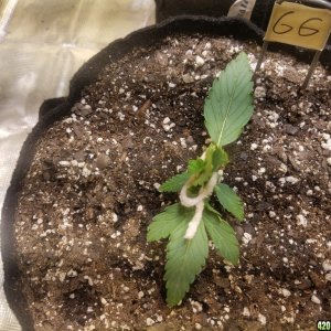 Auto Grow