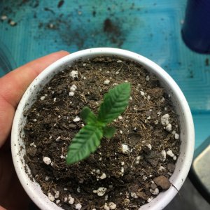 First grow