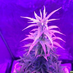 Problem purple kush plant 4/21/17