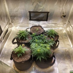 Auto Grow