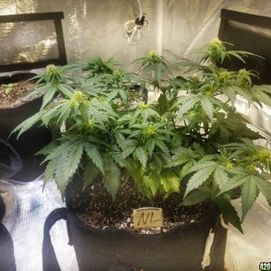 Auto Grow