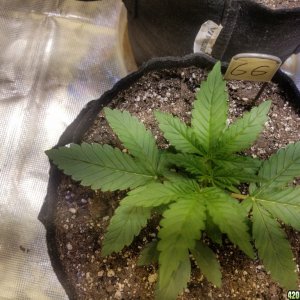 Auto Grow