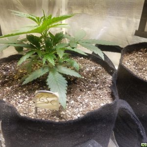 Auto Grow